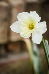 Blooming white and yellow daffodils 