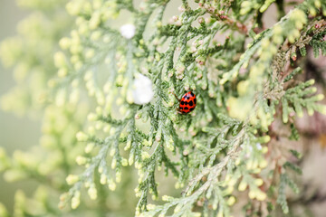 Ladybug hiding in the evergreen bush 