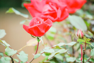 Romantic red rose in the garden 