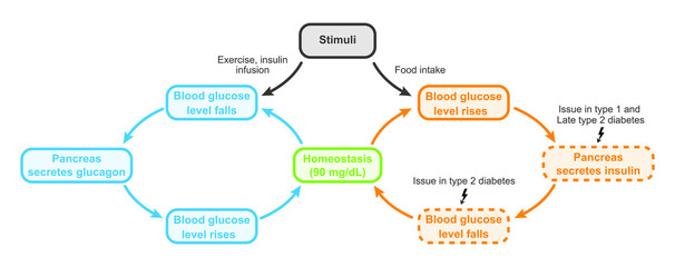 Scientific Designing of Blood Sugar Regulation. Insulin And Glucagon Effect. Colorful Symbols. Vector Illustration.