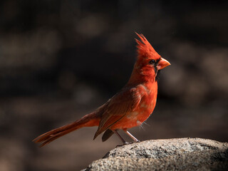 Male northern cardinal bird standing on a rock in the Texas desert, waiting for the rains of spring