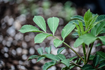 Small Elderberry plant - spring growth 