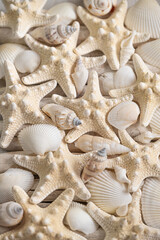 Marine summer Wallpaper.white seashells and beige starfish texture.Background in a marine style in white and beige tones. 