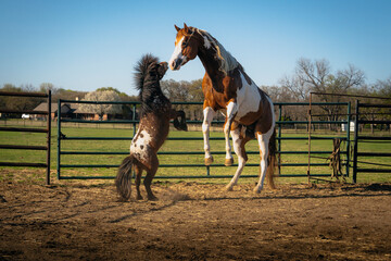 Two horses rearing up on hind legs as they play in a corral while waiting to be let out to pasture....