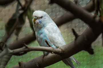 Cotorro azul. Perico. Ave. Cotorro.