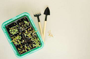 Seedlings and tools for the garden and seeds on a plain background.
