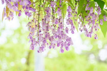 春の絶景に一つ藤棚。４月下旬から５月にかけて見頃を迎える。紫と背景の緑のコントラストが美しい