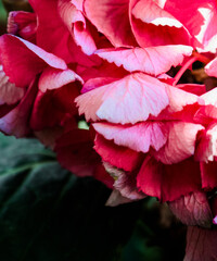 Pink Hydrangea – dying flower cluster 
