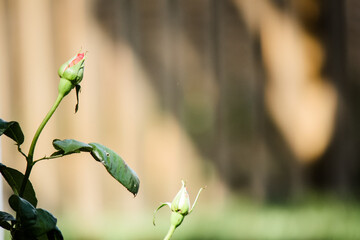 Circus rose blooming bud (pink and yellow) 