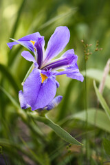 Purple, blue, and yellow iris flag 