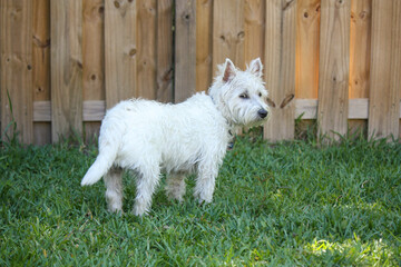 Little white west highland terrier male 