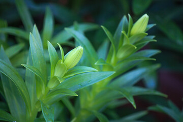 Pink lilies forming small buds 
