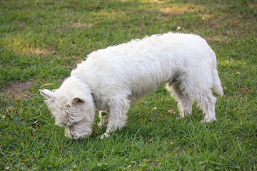 Little white west highland terrier female 