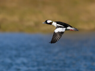 Male Bufflehead Flying Over Pond in Spring