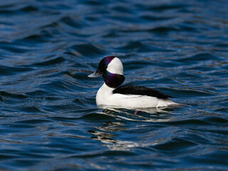 Male Bufflehead Swimming on Pond with Blue Water in Spring