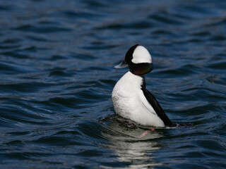 Male Bufflehead Swimming on Pond with Blue Water in Spring