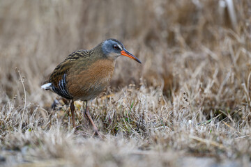Virginia Rail  Closeup Portrait in Spring