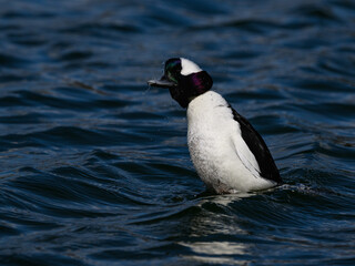 Male Bufflehead shaking water off