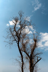Bare tree against blue sky
