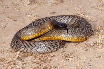 Inland Taipan ( Oxyuranus microlepidotus) in it's habitat,  South Western Queensland Australia