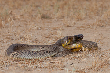 Inland Taipan ( Oxyuranus microlepidotus) in it's habitat,  South Western Queensland Australia