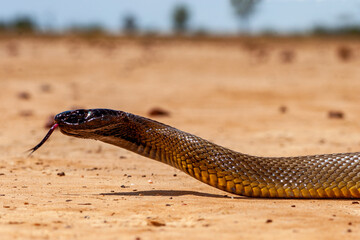 Inland Taipan ( Oxyuranus microlepidotus) in it's habitat,  South Western Queensland Australia