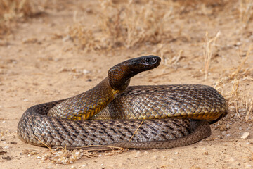 Inland Taipan ( Oxyuranus microlepidotus) in it's habitat,  South Western Queensland Australia