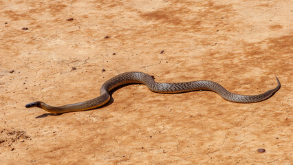 Inland Taipan ( Oxyuranus microlepidotus) in it's habitat,  South Western Queensland Australia