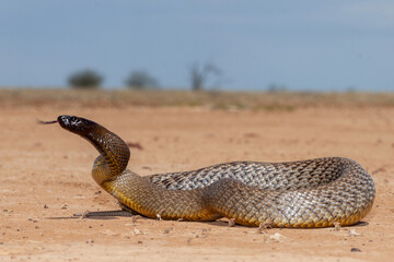 Inland Taipan ( Oxyuranus microlepidotus) in it's habitat,  South Western Queensland Australia