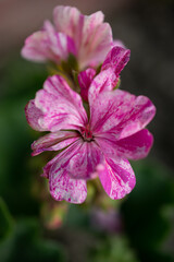 Fototapeta premium close up of a pink flower, macro photography
