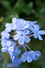 violet, lilac, purple flower in garden, macrophotography