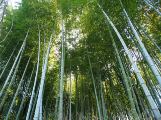 日本の春の竹林