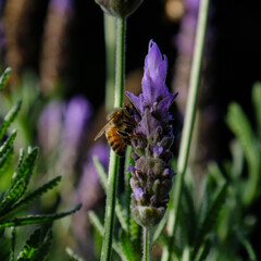 Closeup of bee harvesting nectar from lavender