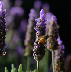 Closeup of bee harvesting nectar from lavender