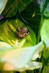 frog