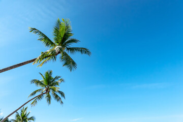 Obraz premium Copy space of tropical palm tree with sun light blue sky background. Summer vacation and nature travel adventure concept.