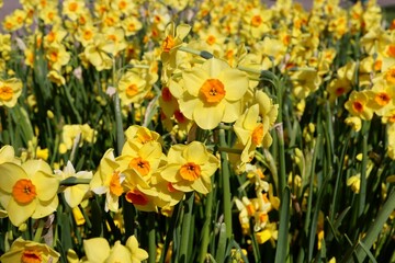 Yellow daffodils growing in a park, for background