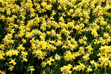 Obraz premium Yellow daffodils growing in a park, for background