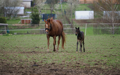 Young bay foal with his mother on pasture.