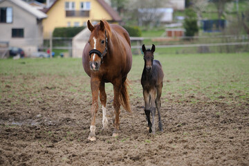 Young bay foal with his mother on pasture.
