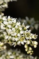 White flowering racemose panicle inflorescence of Veratrum Californicum, Melanthiaceae, native perennial andromonoecious deciduous herb in the San Bernardino Mountains, Summer.