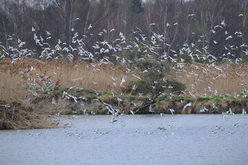 Gulls flying by the lakeshore.