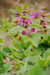 Pink flowers of the devil's-bit scabious in nature.