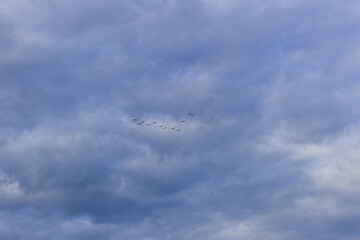 seagull flying in the sky