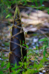 春の食材のタケノコ