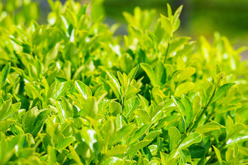 新茶のシーズン