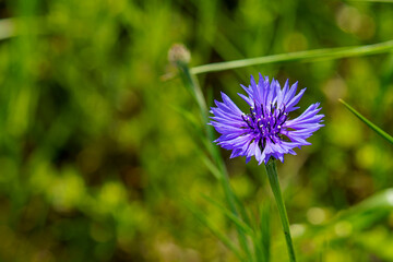 綺麗なブルーのヤグルマギク