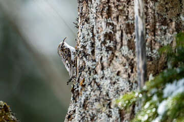 Obraz premium 北海道の4月、キバシリの春。 