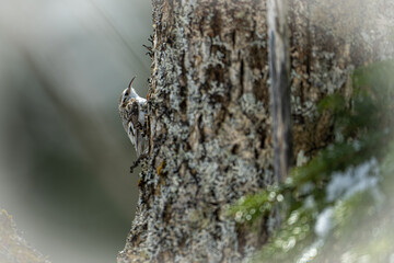 北海道の4月、キバシリの春。

