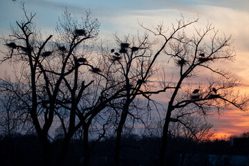 Great Blue Heron Rookery at Sunset
